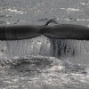 180818 humpback sunshine flukes Holmavik