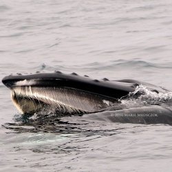 Our whale watching tour encountered four different cetacean species
