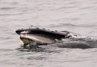 Our whale watching tour encountered four different cetacean species