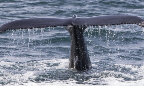 Orcas and sperm whales in Snæfellsnes and humpbacks in the Westfjords