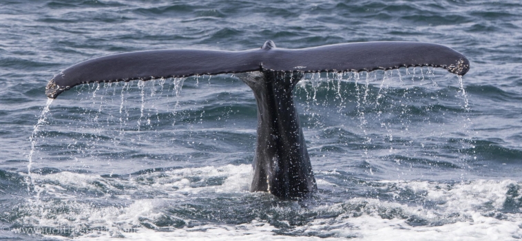 Orcas and sperm whales in Snæfellsnes and humpbacks in the Westfjords