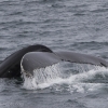 190718 humpback fluke