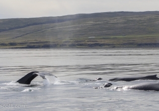 19/08/2018 Holmavik humpbacks abound