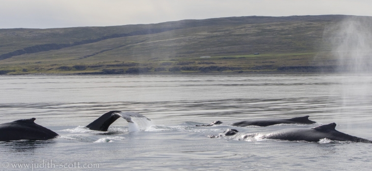 19/08/2018 Holmavik humpbacks abound