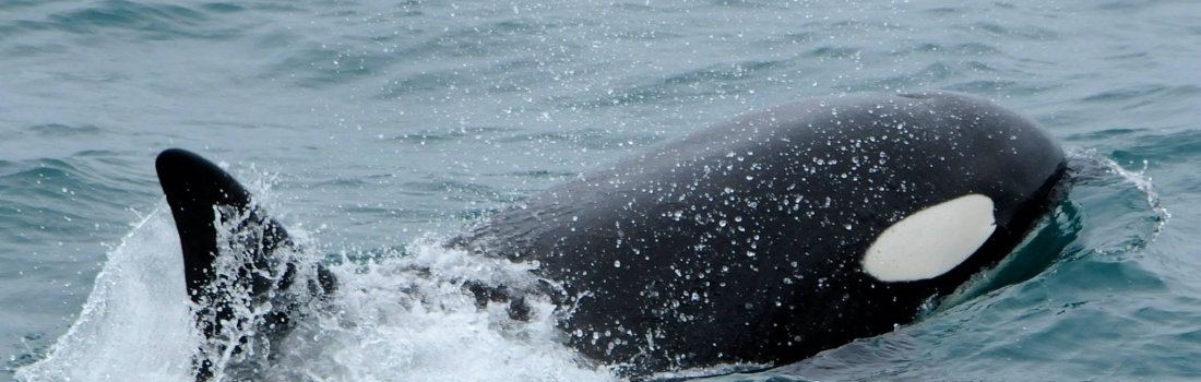 Sperm whales and white beaked dolphins