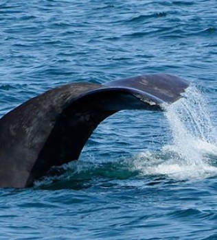 White-beaked dolphin and Sperm Whales