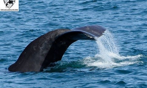 White-beaked dolphin and Sperm Whales