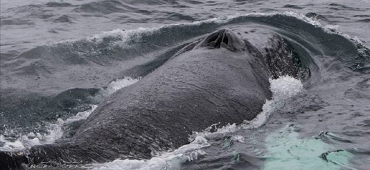 Calm seas and feeding Humpbacks