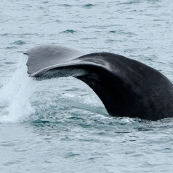 Sperm whale rush hour