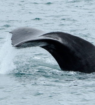 Sperm whale rush hour