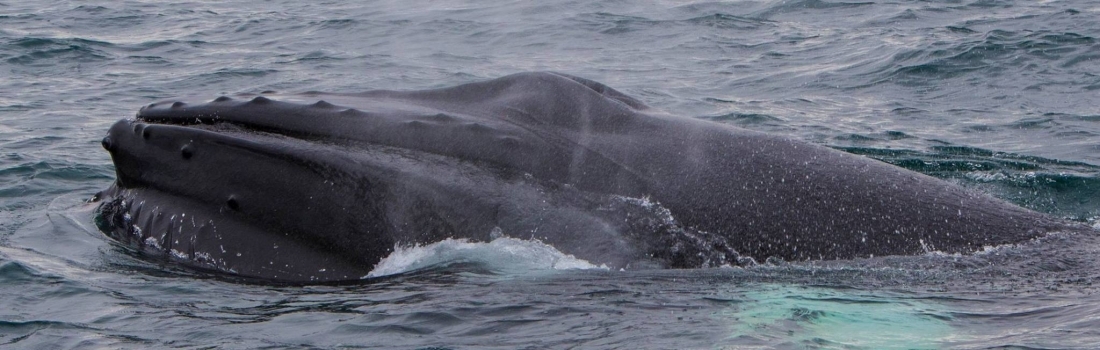Stunning pilot whales