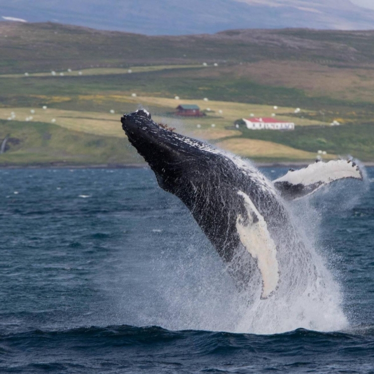 westfjords whale watching