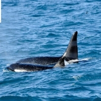 Third day in a row with great orca sightings today