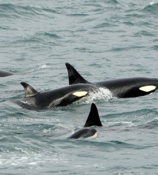 At least 40 orcas around the boat