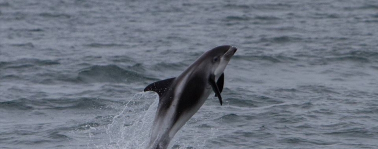 Playful group of white-beaked dolphins