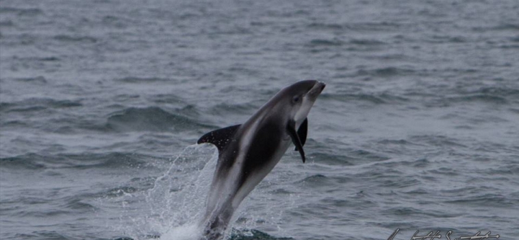 Playful group of white-beaked dolphins