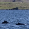 200618 2 humpbacks