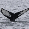 200818 humpback ID Darwin