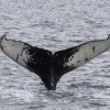 200818 humpback ID Torch