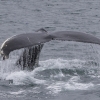 200818 humpback fluke