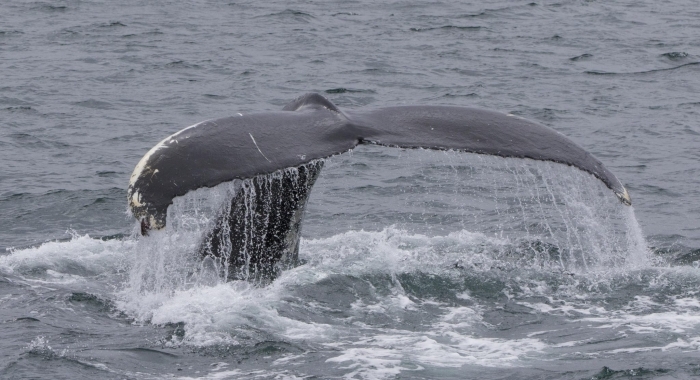200818 humpback fluke