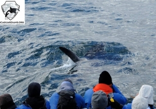 Two very pretty tours today with orcas