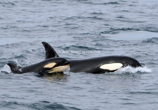 Two groups of orcas and Minke