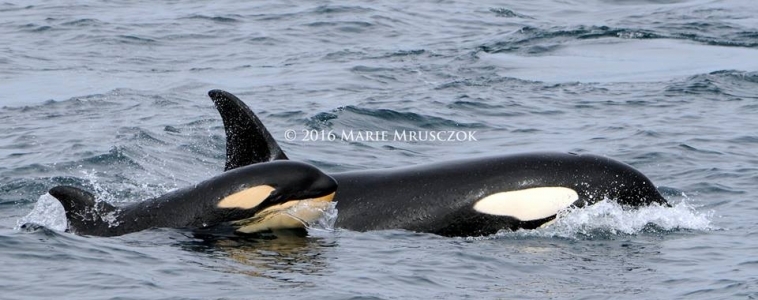 Two groups of orcas and Minke