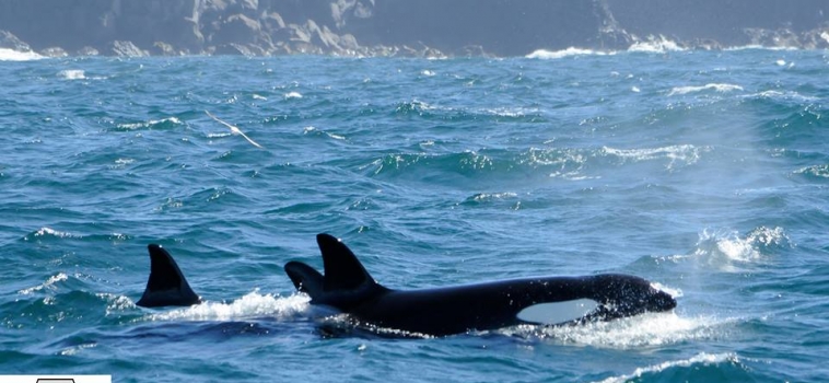 5 orcas  & three small groups of white-beaked dolphins