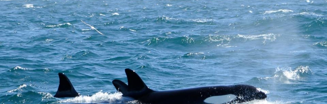 5 orcas  & three small groups of white-beaked dolphins