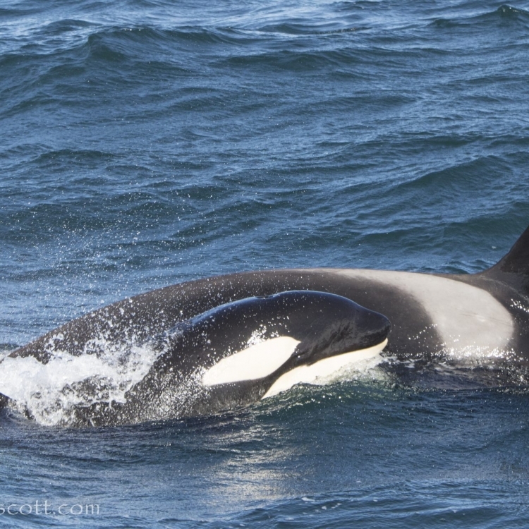 210518 orca calf out
