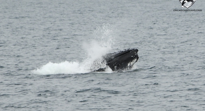 2107 humpback lunging (1)