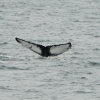 2107 humpback lunging (2)