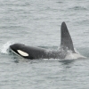 2107 male orca