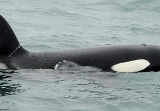 Sperm whales, orcas and feeding humpbacks