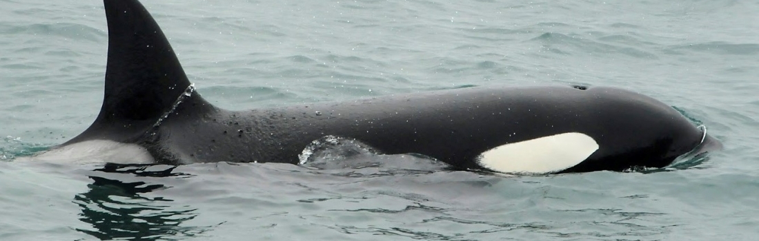 Sperm whales, orcas and feeding humpbacks