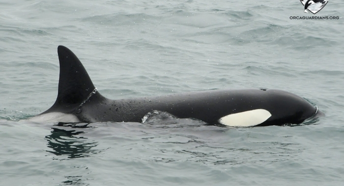 2107 orca