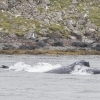 210718 humpback lunge feeding 2