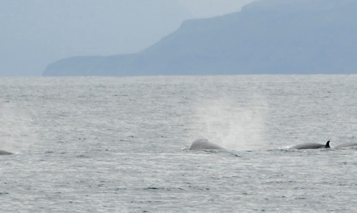 21/08/2018 Northern Bottlenose whales in Breidafjördur