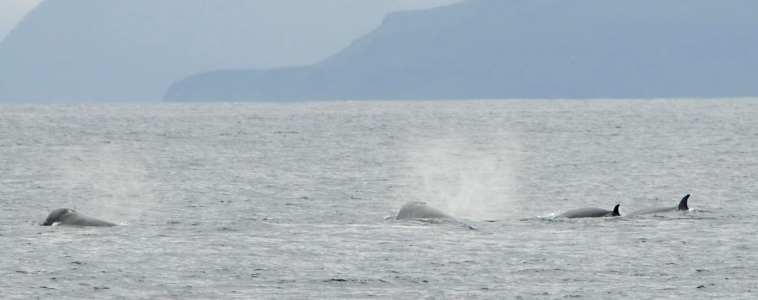 21/08/2018 Northern Bottlenose whales in Breidafjördur