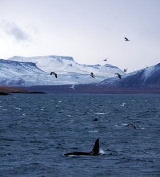 Impressive orca sighting