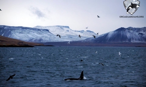 Impressive orca sighting