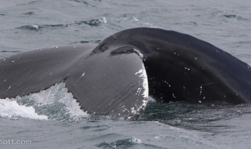 The humpbacks of Hólmavík