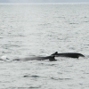 2207 2 humpbacks Olafsvik