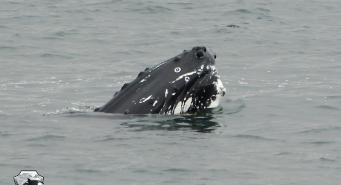 2207 humpback whale