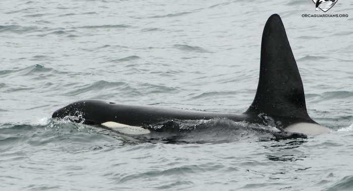 2207 orca