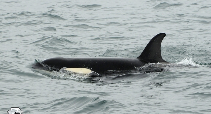 2207 young orca