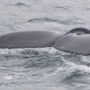 220718 humpback whale tail