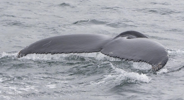 220718 humpback whale tail