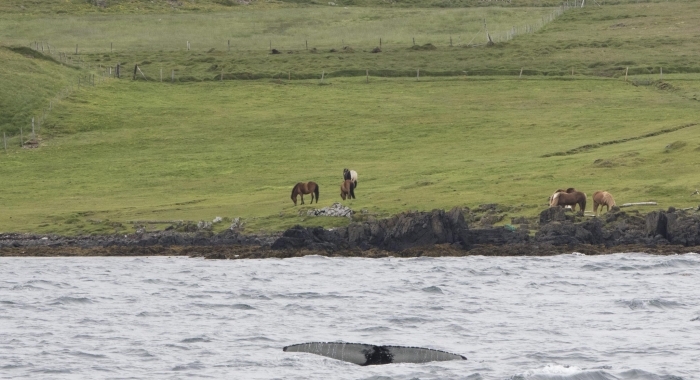 220718 whale with horses